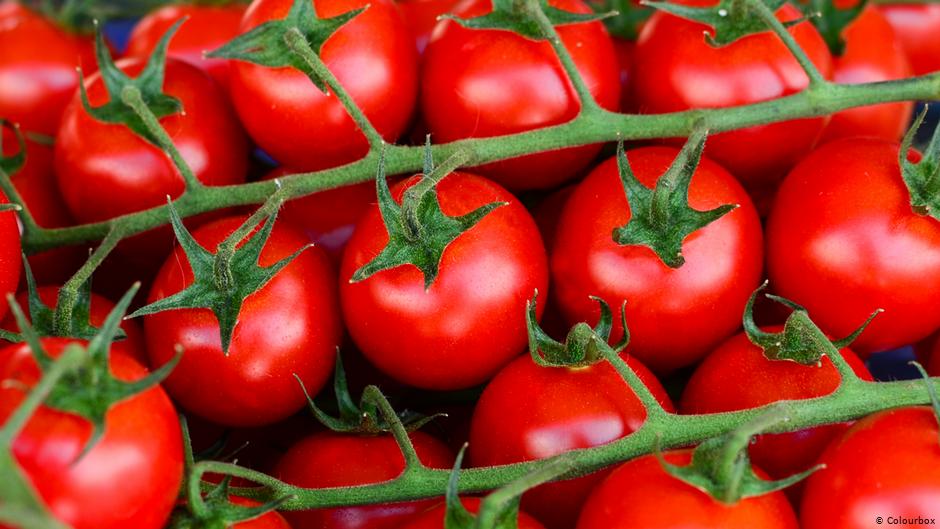 نقيب الفلاحين يكشف أسباب وصول قفص الطماطم إلى 200 جنيه